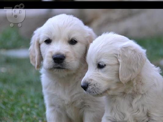 PoulaTo: GOLDEN RETRIEVER